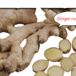 Ginger Roots, a leading herbs for treatment of back strain