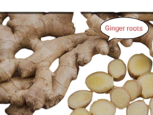 Ginger Roots, a leading herbs for treatment of back strain