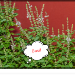 Basil is the leading among the potent herbs for the control of hypertension.