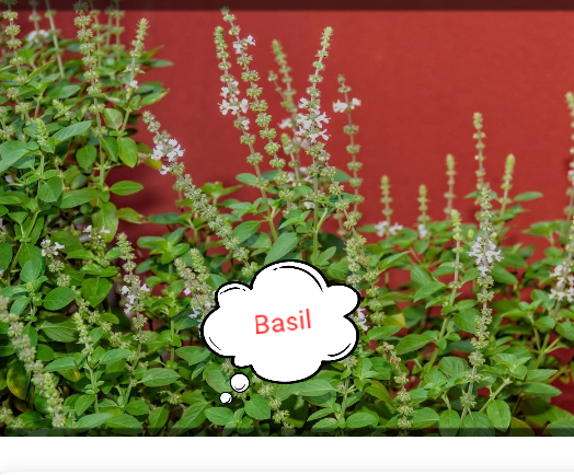 Basil is the leading among the potent herbs for the control of hypertension.