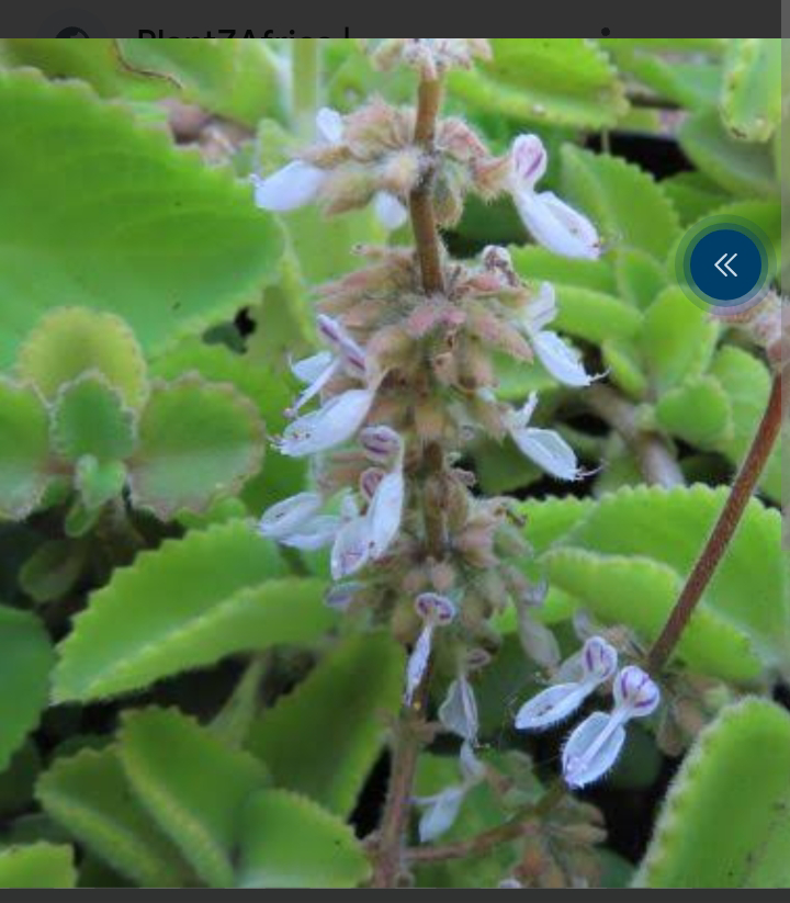 Coleus amboinicus a leading herbs against mosquitoes