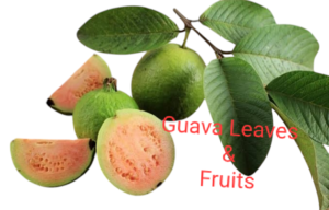 Guava 's leaves and fruits a leading herbs for treatment of hemorrhoid
