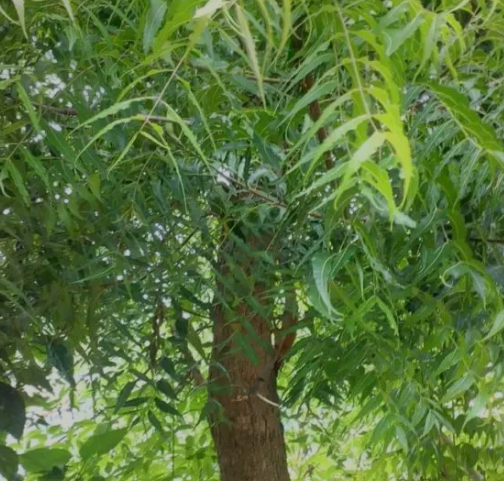 Neem, one of the 5 herbs that cured Psoriasis