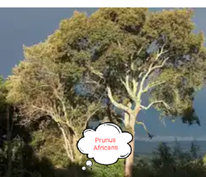 Prunus Africana is a leading herbs among herbs potent for Prostate disorders