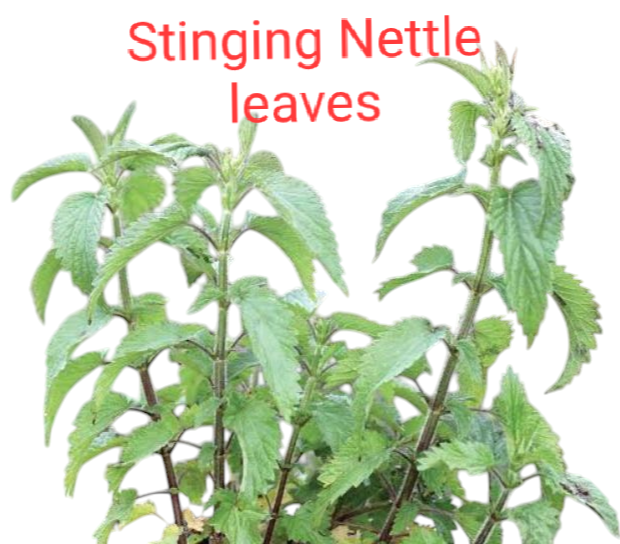 Stinging nettle a leading herb for treatment of Food Allergy