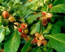 Withania sonmfera is a leading herbs for the treatment of bowel tumor