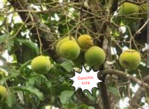 Garcinia Kola is a leading herb in the medication for Pile