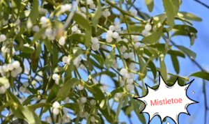 Mistletoe leading herbs for control of BP