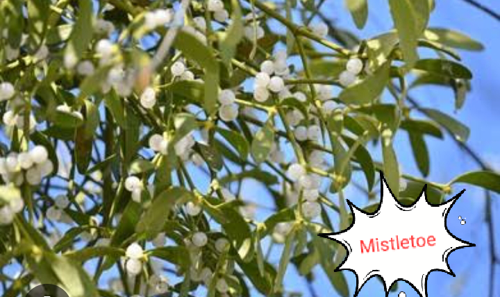 Mistletoe is a leading herbs for the treatment of Hypertesion