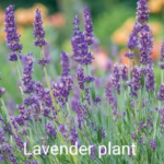 Lavender for tea