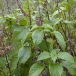 Tulsi tea blend is a tea for all season