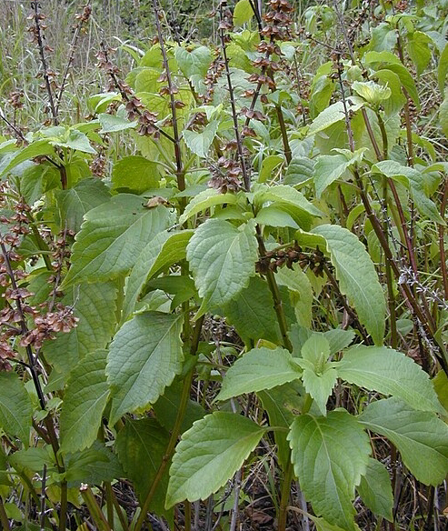 Tulsi tea blend is a tea for all season