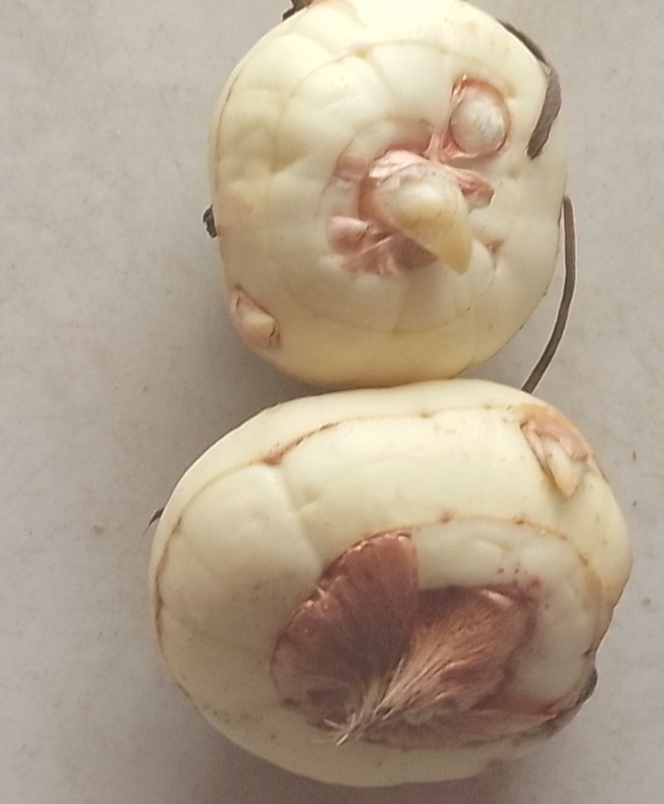 Maca root good for tea