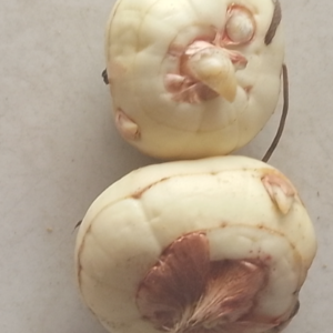 Maca root good for tea