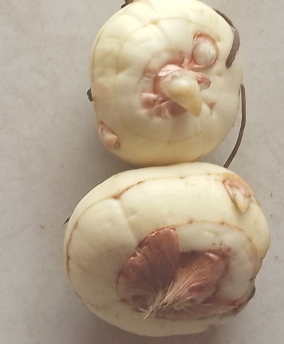 Maca root good for tea