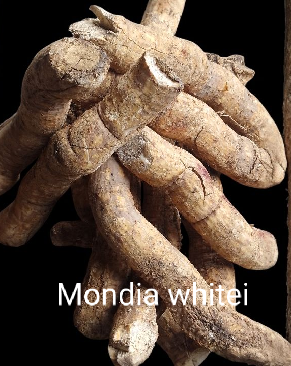 Mondia whitei is good for stamina
